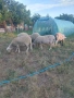 продавам стадо овце 4 овце 1 коч 1 шиле 1 агне, снимка 4
