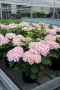 Hydrangea macrophylla ‘Love’-ХОРТЕНЗИЯ ЛЮБОВ, снимка 3