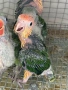 Папагали Ръжевотеменна Кайка, снимка 2