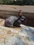 Продавам  женски  заек, снимка 1