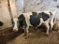 Продавам крави, юници и телета, снимка 6
