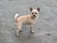 чихуахуа........, снимка 1