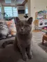 Британска женска котка, снимка 1