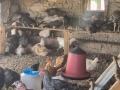 Продавам селски пилета, снимка 2