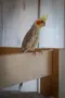 млад папагал корела НАМАЛЕНИЕ!, снимка 4