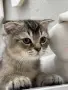 Шотландски котенца, снимка 1