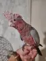 Бебе розово какаду , снимка 1