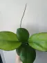 Хоя, hoya Nathalie, снимка 1