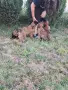 Белгийска овчарка Малиноа, снимка 8