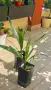 🌴 Канарска финикова палма (Phoenix canariensis) – здраво младо растение, снимка 2