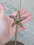 ВИНТИДЖ СВЕЩНИК С МОРСКА ЗВЕЗДА , снимка 7