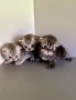 Шотландски котенца, снимка 3