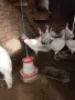 продавам пуйки., снимка 1