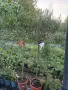 Маслини  170см студоустойчиви , снимка 3