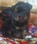 Малко мъжко йорки , снимка 5