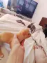 животни кучета мини пинчер , снимка 2
