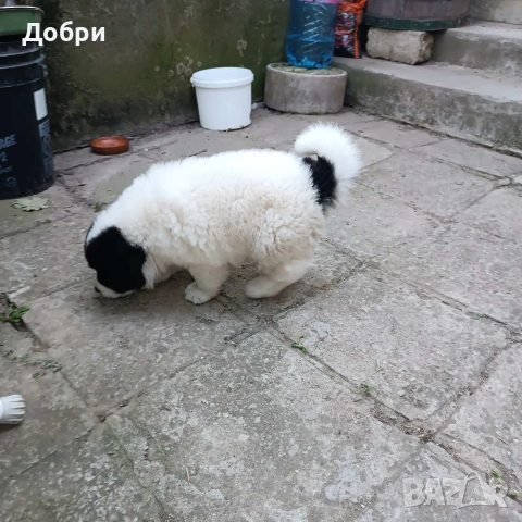 Малки Каракачанки