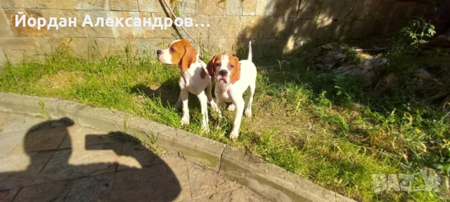Англиски пойнтери 