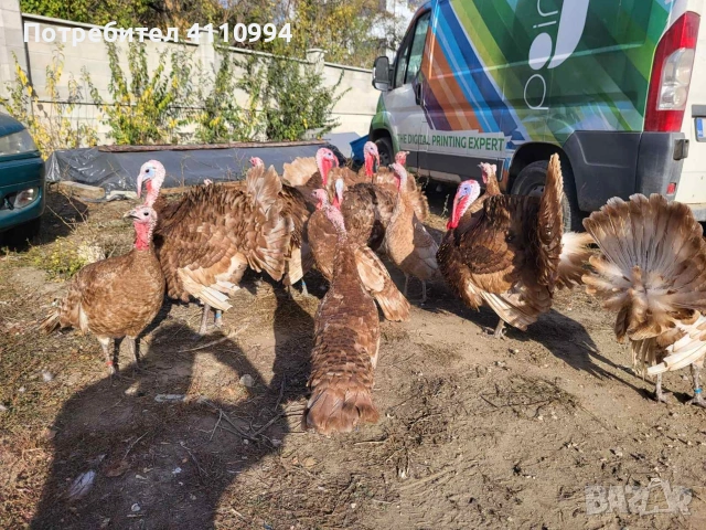 ЯЙЦА от пуйки, порода "Ред бърбън", снимка 2 - Кокошки и пуйки - 54074398