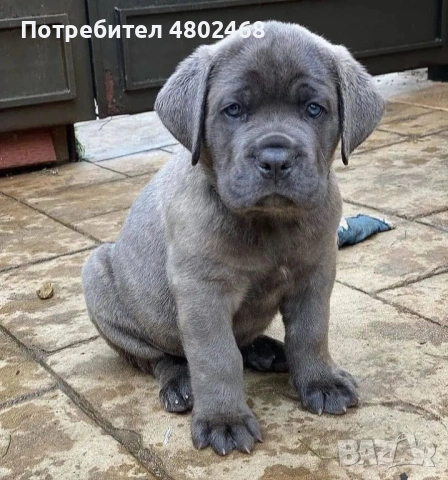кане корсо, снимка 2 - Кане корсо - 54680295