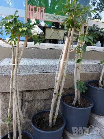 Продавам Шефлера / Schefflera 10 годишна, 170 см. височина, 10 броя, снимка 3 - Стайни растения - 40894462