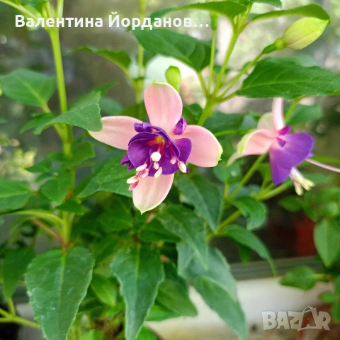 фуксия обичка два цвята , снимка 4 - Стайни растения - 54689550