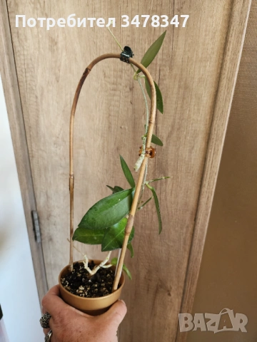 Хоя Elliptica Philippines, снимка 3 - Стайни растения - 54339145