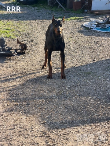 Доберман на 3 месеца ваксина и паспорт doberman, снимка 5 - Доберман - 54140321