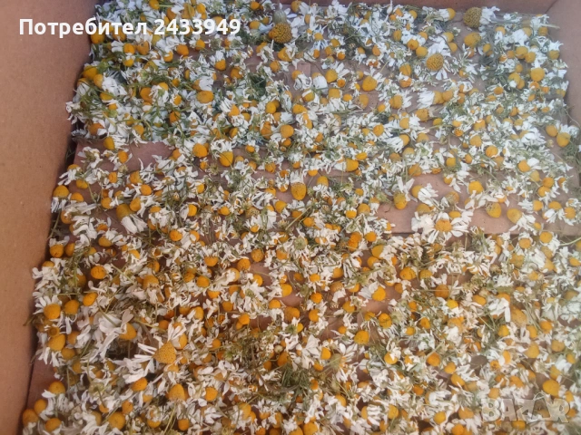 Сушена лайка, снимка 4 - Други - 54681790