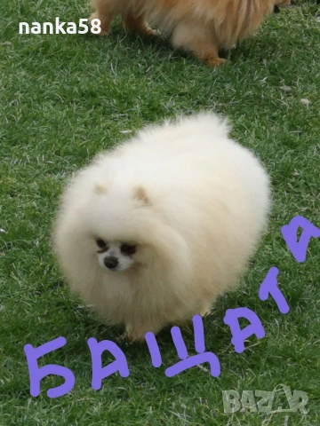 Продавам померани, снимка 5 - Померан - 54323488