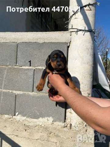 Ловни кучета, снимка 5 - Гонче - 54316867