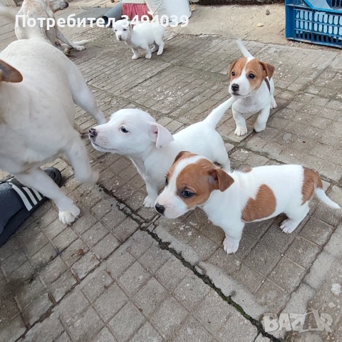 Джак Ръсел Териер , снимка 13 - Джак ръсел териер - 54012486