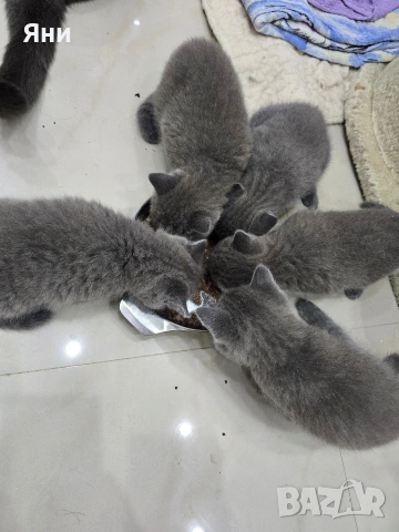 Британска късокосместа котка / British shorthair cat, снимка 7 - Британска късокосместа - 54824889
