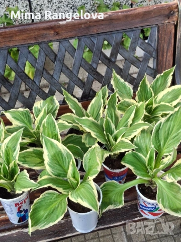 Пъстро листа хоста , снимка 4 - Разсади - 54198477
