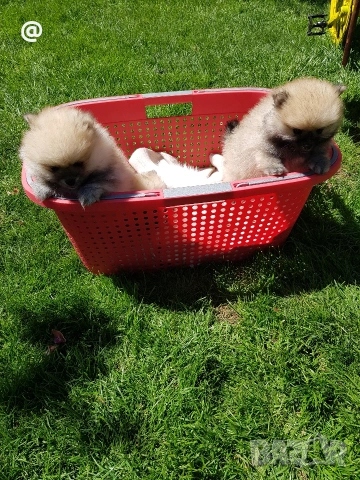 Померан померанчета Гр. София , снимка 3 - Померан - 54318919