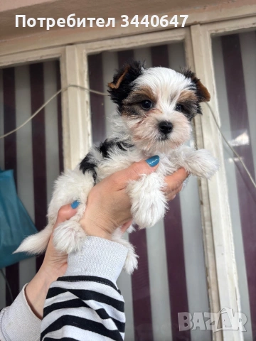 Женско и мъжко Бивър йорки, снимка 5 - Йоркширски териер - 53825786