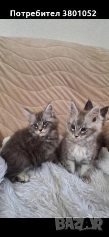 Продавам котета, снимка 4 - Мейн кун - 54975532