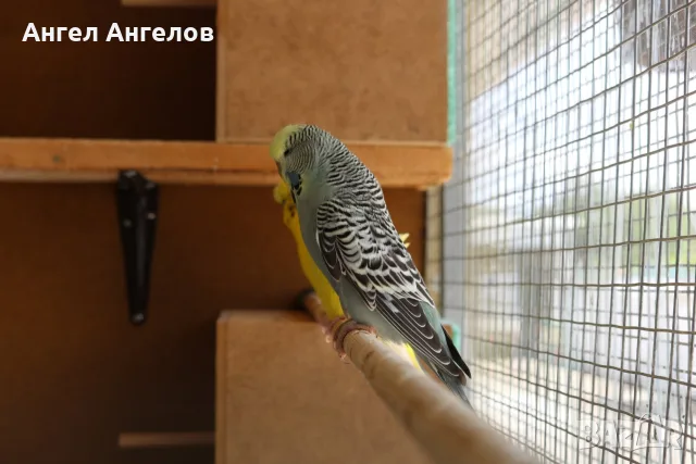 папагали изложените двойка, снимка 4 - Папагали - 55413827