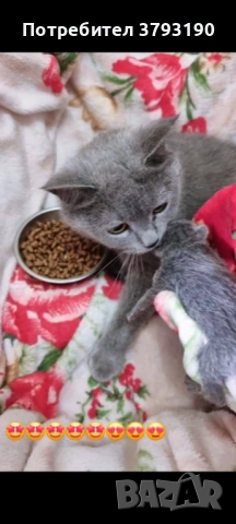  котенца британска късокосместа, снимка 5 - Британска късокосместа - 54796627