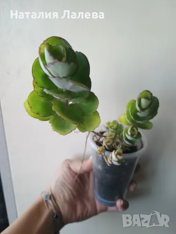 Каланхое, Kalanchoe laxiflora ssp. violacea