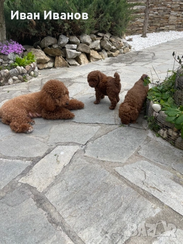 Той мини пудел