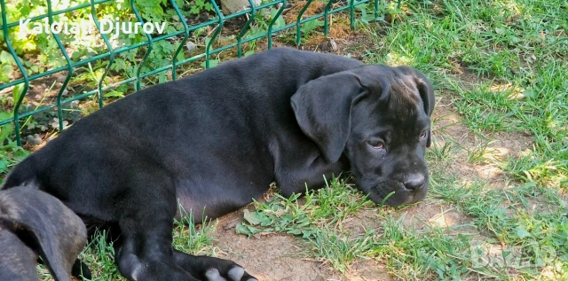 продавам кученца кане корсо , снимка 7 - Кане корсо - 54979573