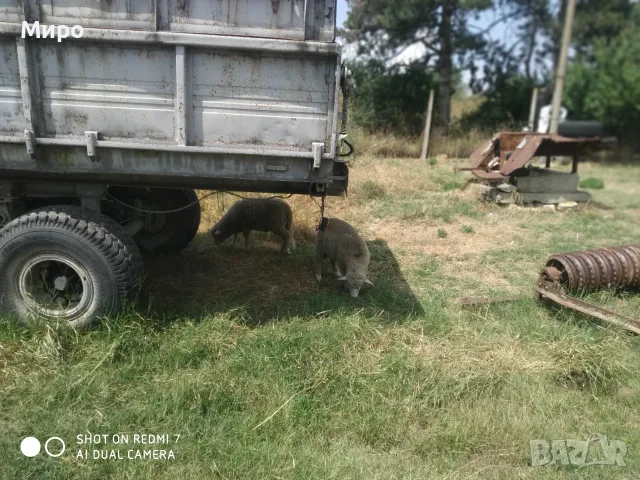 Продавам агнета