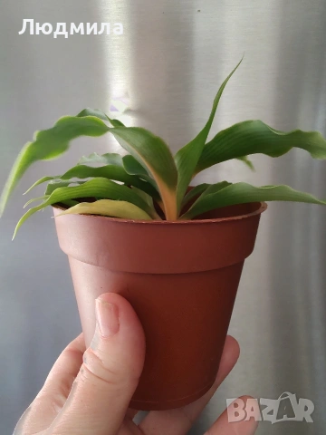 Хлорофитум Оранж Грин расад/Chlorophytum Orange Grimm, снимка 3 - Стайни растения - 51605298