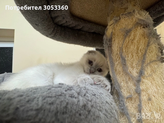 Шотландски късокосмести котки, снимка 6 - Британска късокосместа - 54502703