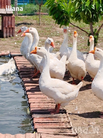 Продавам гъски Линда, снимка 7 - Патици и гъски - 54670620