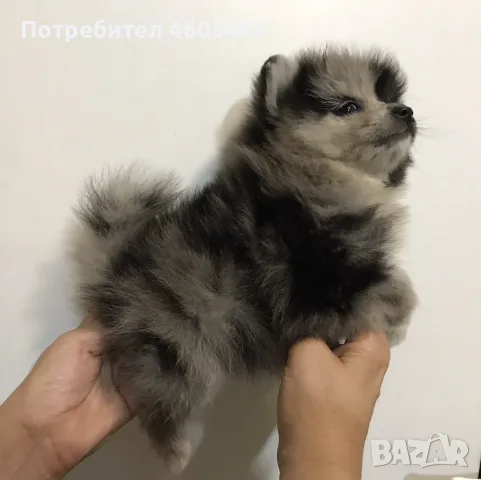 Померан "Мерле" 