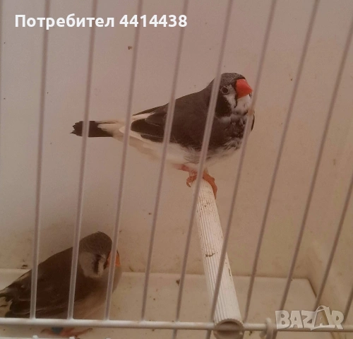 Амадинки джъмбо , снимка 6 - Амадини - 54484954