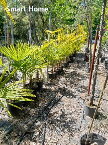 Палми Трахикарпус , Trachycarpus fortunei, снимка 7 - Градински цветя и растения - 54668092
