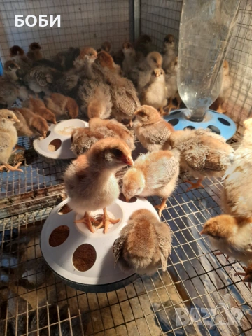 пилета катунски, снимка 4 - Кокошки и пуйки - 53454071